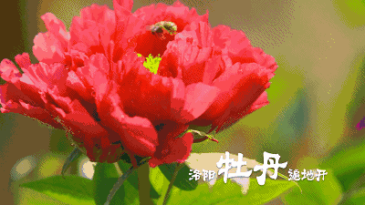 洛陽公安護(hù)航第35屆洛陽牡丹文化節(jié)開幕式(圖15) 洛陽公安護(hù)航第35屆洛陽牡丹文化節(jié)開幕式(圖15)