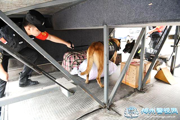 廣東梅州：“警犬+移動(dòng)警務(wù)車” 進(jìn)一步提升街面見警率管事率(圖4)