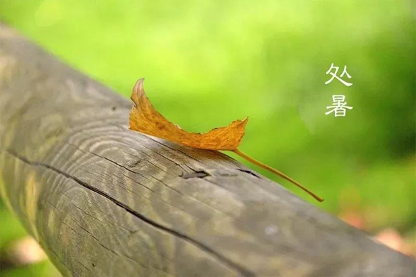 今日處暑(圖1) 今日處暑(圖1)