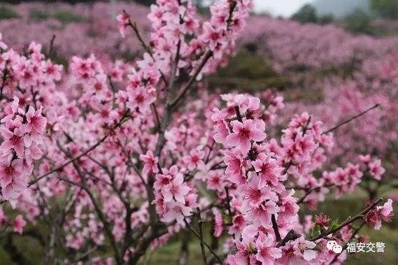 福安交警全力護(hù)航“桃花節(jié)”(圖1) 福安交警全力護(hù)航“桃花節(jié)”(圖1)