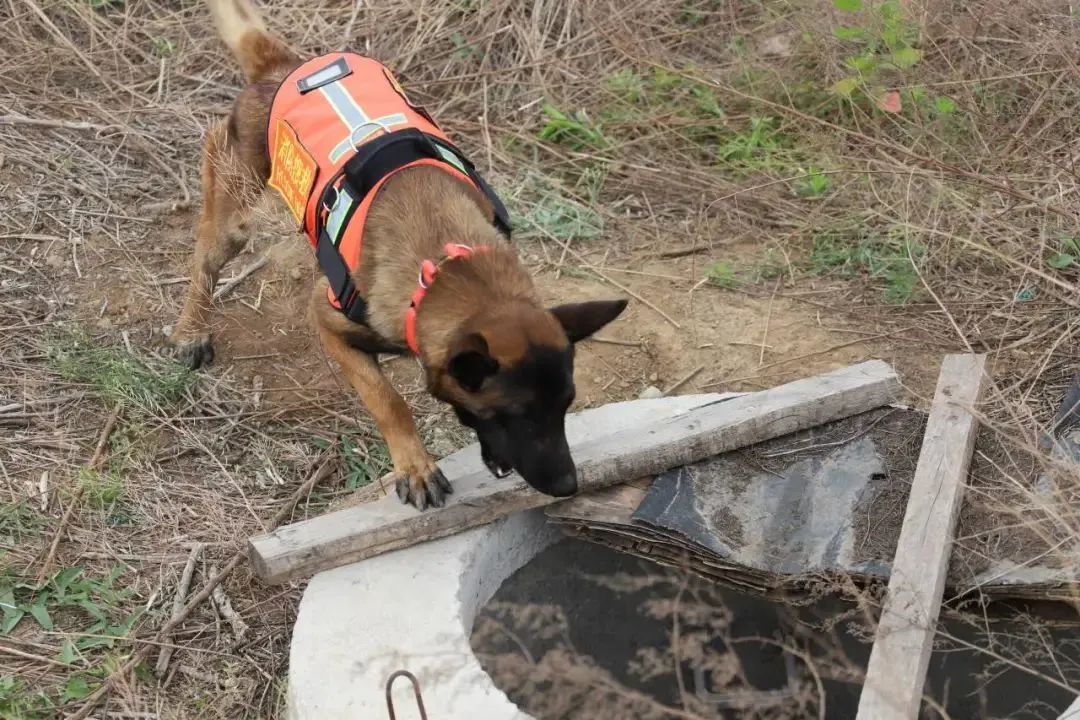 搜救犬的新座駕——搜救犬運(yùn)輸車+方艙(圖2) 搜救犬的新座駕——搜救犬運(yùn)輸車+方艙(圖2)