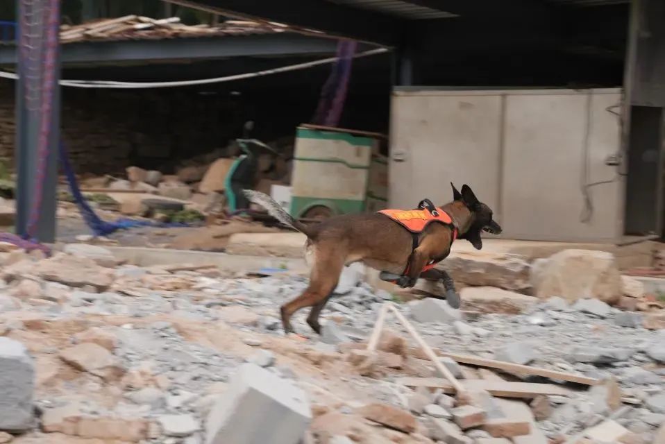 搜救犬的新座駕——搜救犬運(yùn)輸車+方艙(圖3) 搜救犬的新座駕——搜救犬運(yùn)輸車+方艙(圖3)